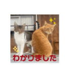うちの近所の猫（個別スタンプ：4）