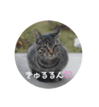 うちの近所の猫（個別スタンプ：6）