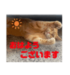 うちの近所の猫（個別スタンプ：8）