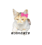 うちの近所の猫（個別スタンプ：9）