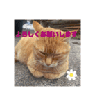うちの近所の猫（個別スタンプ：11）
