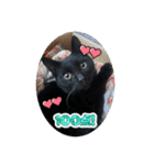 うちの近所の猫（個別スタンプ：15）