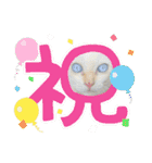 うちの近所の猫（個別スタンプ：16）