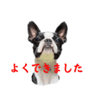 リリーさんのスタンプ！（個別スタンプ：8）