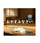 ほっとする昭和猫♡（個別スタンプ：40）