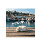だらっと海辺猫♡（個別スタンプ：1）