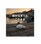 だらっと海辺猫♡（個別スタンプ：3）