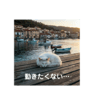 だらっと海辺猫♡（個別スタンプ：12）