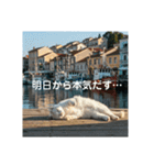 だらっと海辺猫♡（個別スタンプ：16）
