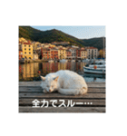 だらっと海辺猫♡（個別スタンプ：21）