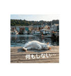 だらっと海辺猫♡（個別スタンプ：24）