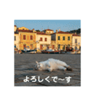 だらっと海辺猫♡（個別スタンプ：33）