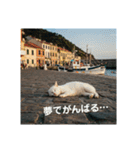だらっと海辺猫♡（個別スタンプ：39）