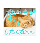 いろんな猫達の日常（個別スタンプ：5）