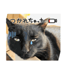 いろんな猫達の日常（個別スタンプ：6）