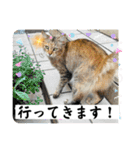 いろんな猫達の日常（個別スタンプ：9）