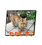 いろんな猫達の日常（個別スタンプ：10）