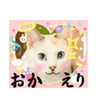 いろんな猫達の日常（個別スタンプ：11）