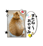 いろんな猫達の日常（個別スタンプ：15）