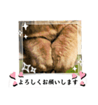 いろんな猫達の日常（個別スタンプ：24）