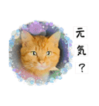 いろんな猫達の日常（個別スタンプ：26）