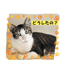 いろんな猫達の日常（個別スタンプ：27）