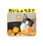 いろんな猫達の日常（個別スタンプ：28）