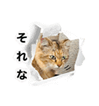 いろんな猫達の日常（個別スタンプ：30）