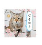 いろんな猫達の日常（個別スタンプ：31）