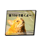 いろんな猫達の日常（個別スタンプ：34）