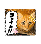 いろんな猫達の日常（個別スタンプ：36）