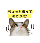 いろんな猫達の日常（個別スタンプ：40）