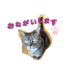 アメショぽんず2（個別スタンプ：1）