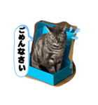 アメショぽんず2（個別スタンプ：2）