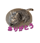 アメショぽんず2（個別スタンプ：3）