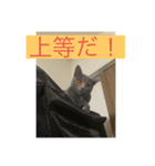 ちょっと言葉使い悪いペットスタンプ（個別スタンプ：1）