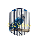 ちょっと言葉使い悪いペットスタンプ（個別スタンプ：3）
