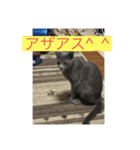 ちょっと言葉使い悪いペットスタンプ（個別スタンプ：4）