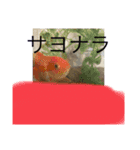 ちょっと言葉使い悪いペットスタンプ（個別スタンプ：5）