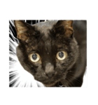 黒猫ジジの可愛さ伝え隊（個別スタンプ：1）