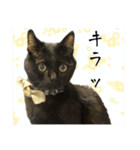 黒猫ジジの可愛さ伝え隊（個別スタンプ：2）