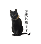 黒猫ジジの可愛さ伝え隊（個別スタンプ：3）
