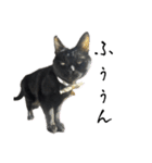 黒猫ジジの可愛さ伝え隊（個別スタンプ：4）