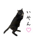 黒猫ジジの可愛さ伝え隊（個別スタンプ：5）