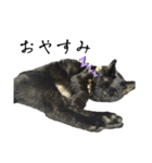黒猫ジジの可愛さ伝え隊（個別スタンプ：6）