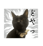 黒猫ジジの可愛さ伝え隊（個別スタンプ：7）
