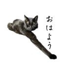黒猫ジジの可愛さ伝え隊（個別スタンプ：8）