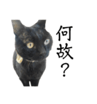 黒猫ジジの可愛さ伝え隊（個別スタンプ：9）