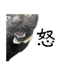黒猫ジジの可愛さ伝え隊（個別スタンプ：10）