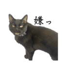 黒猫ジジの可愛さ伝え隊（個別スタンプ：11）